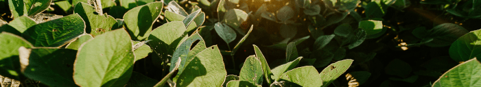 Agricultural Commodities