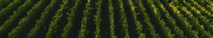 Fertilizers